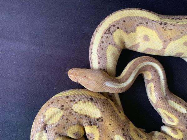 Image 5 of Royal / Ball python, Banana Cinnamon (male)
