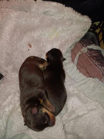 Image 1 of 2 Baby boy Chihuahuas available end of July.