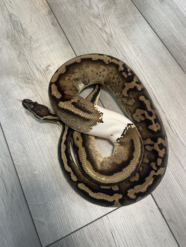 Preview of the first image of Pastel pied royal python.
