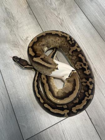 Image 1 of Pastel pied royal python