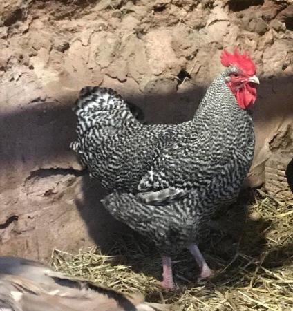 Image 1 of Pure bred Maran and Rhode Island cockerels for sale