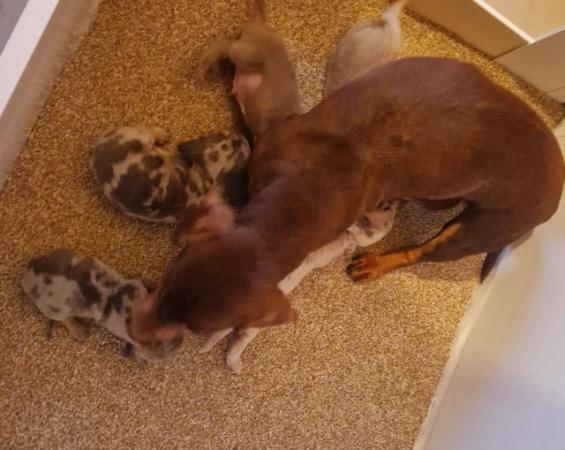 Image 3 of Eggcellent mini dachshund boy puppies x2
