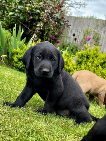 Image 3 of Gorgeous KC Registered Labrador Puppies