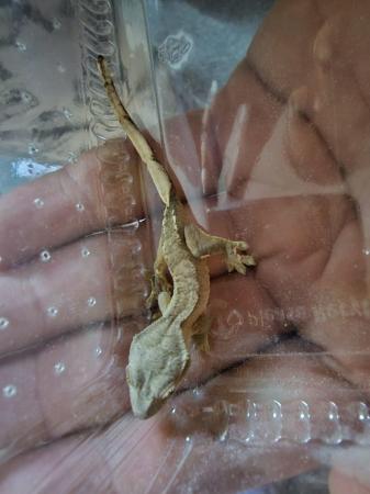 Image 4 of 2 Week old created geckos for sale