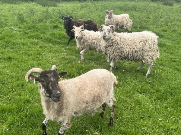 Image 3 of Boreray sheep (7 ewes and 1 wether) and 5 Boreray x lambs