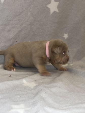 Image 9 of Pocket bully puppies for sale abkc registered