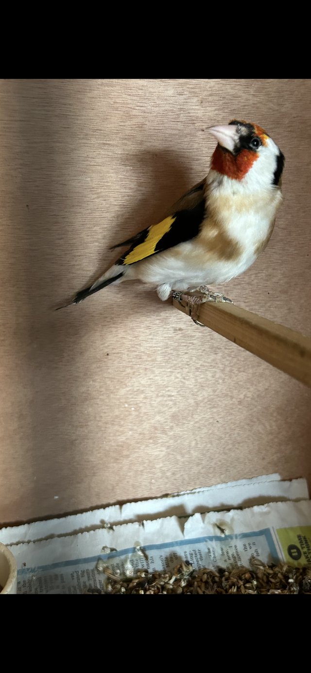 Preview of the first image of Siberian Goldfinch cock bird.