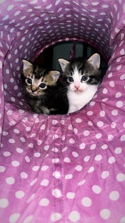 Image 1 of I have 2 beautiful fluffy kittens ready to go in June