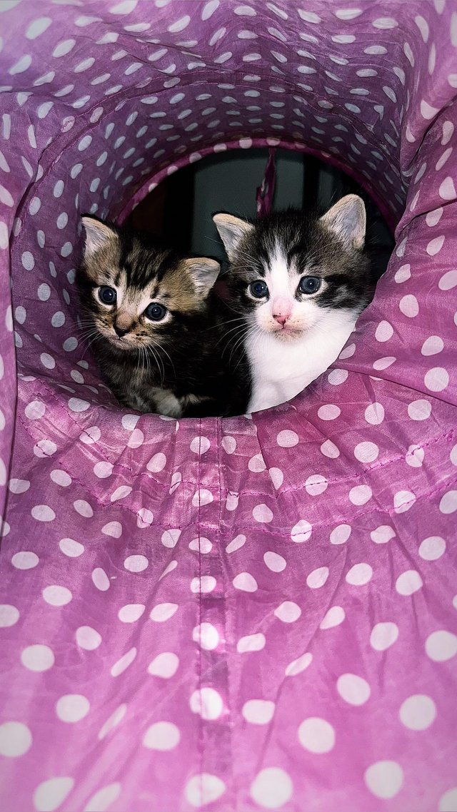 Preview of the first image of I have 2 beautiful fluffy kittens ready to go in June.
