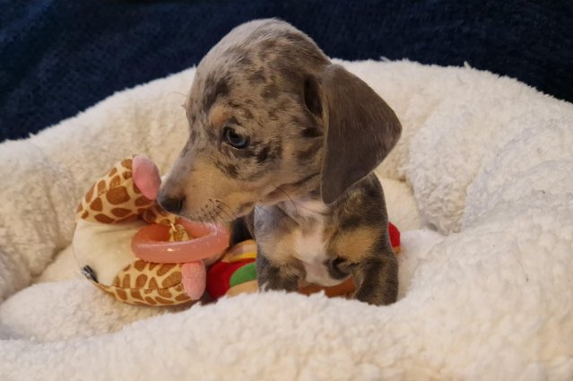 Image 4 of Eggcellent mini dachshund boy puppies x2