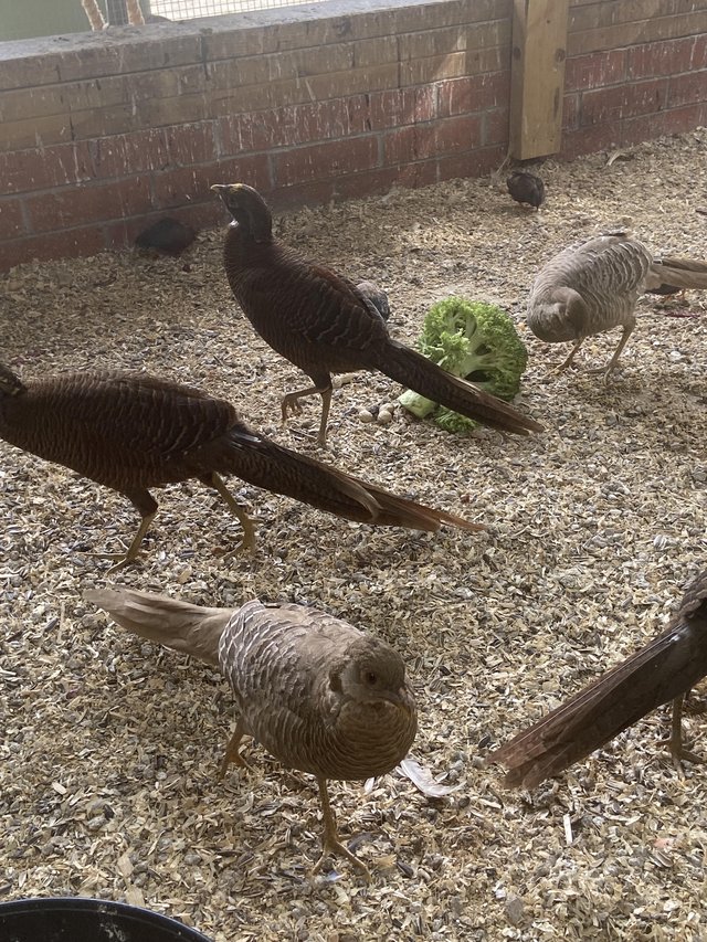 Golden pheasants for sale