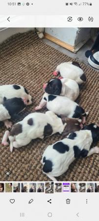 Image 6 of Stunning springer pups for sale