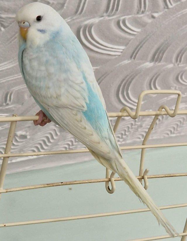Preview of the first image of Baby budgies hand raised by us.