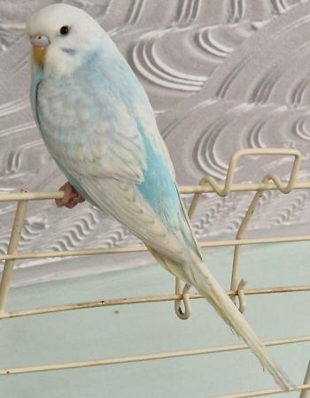 Image 1 of Baby budgies hand raised by us