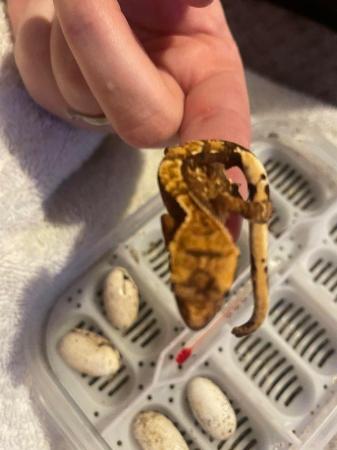 Image 3 of Crested gecko babies for sale in wantage