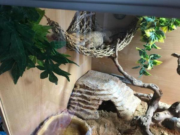 Image 7 of Male bearded dragon with full set up