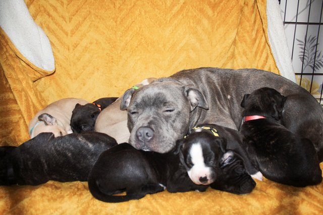 Image 3 of Ready now! blue/black + blue/fawn staffies