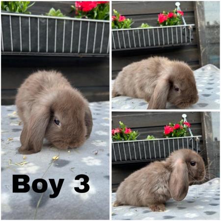 Image 1 of Baby mini lop bunnies for sale £30-£40