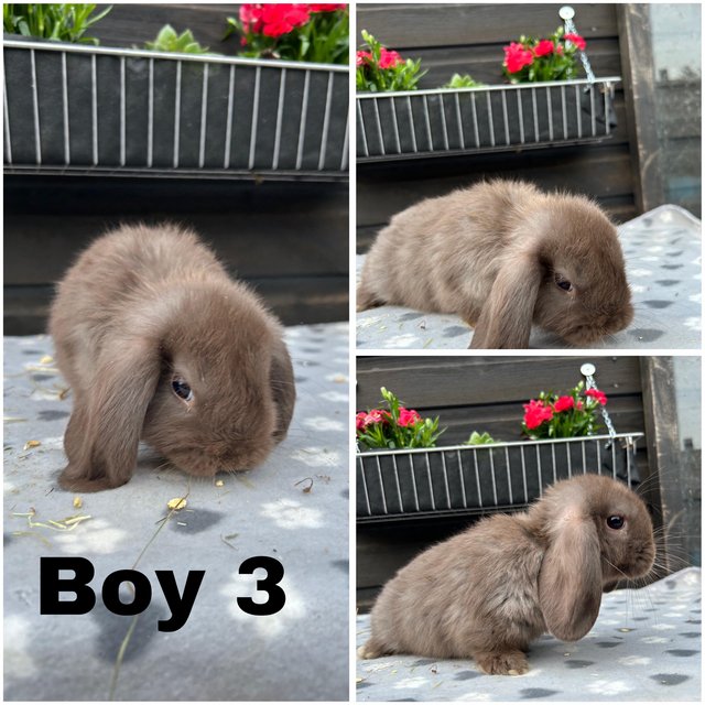 Preview of the first image of Baby mini lop bunnies for sale £30-£40.