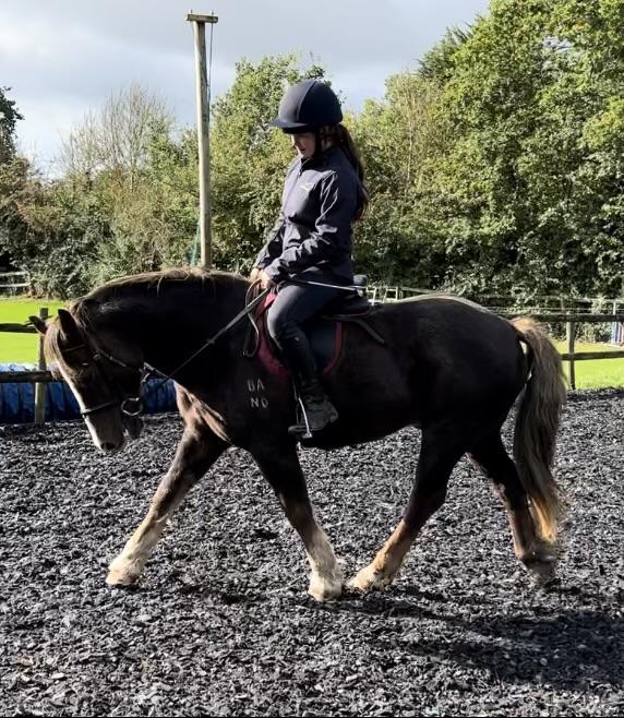 Preview of the first image of 13.1 Welsh Section C Pony for sale.