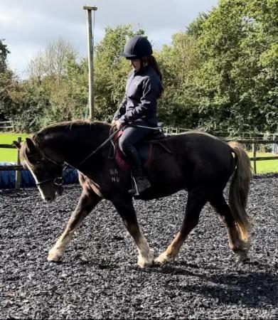 Image 1 of 13.1 Welsh Section C Pony for sale