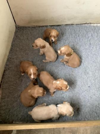 Image 1 of Working cocker spaniel puppies