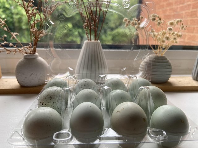 Preview of the first image of Celadon quail hatching eggs.