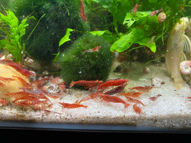 Preview of the first image of Shrimp - red cherry and wild variations.