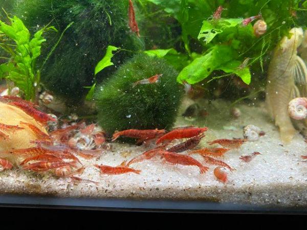 Image 1 of Shrimp - red cherry and wild variations