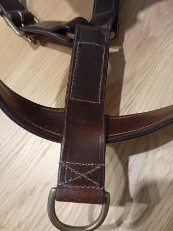 Image 5 of Staffordshire Bull Leather Harness