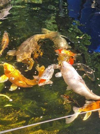 Image 1 of QUICK SALE -Full set of pond fish with several large koi