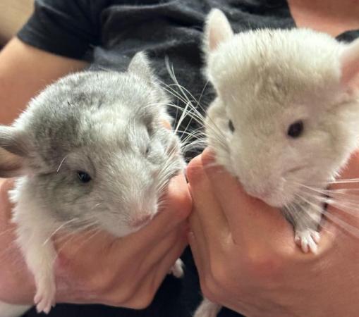 Image 6 of ( RESERVED BOTH ) Two Chinchilla Baby Girls sisters