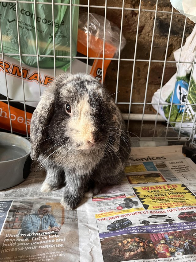 Mini lop male harlequin — photo 4 of 4