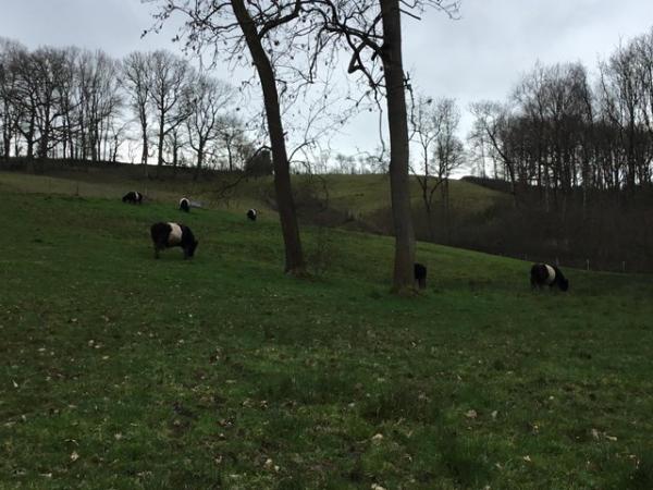 Image 3 of Belted Galloway small herd