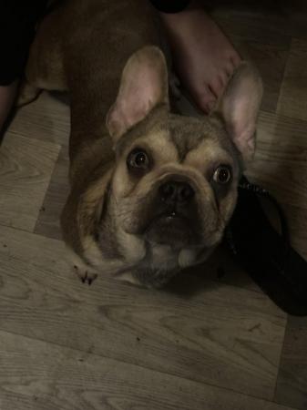 Image 2 of French bulldog male 10 month