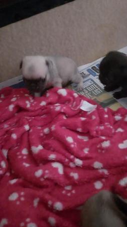 Image 3 of Stunning Black and FawnPug Puppies For Sale Runcorn