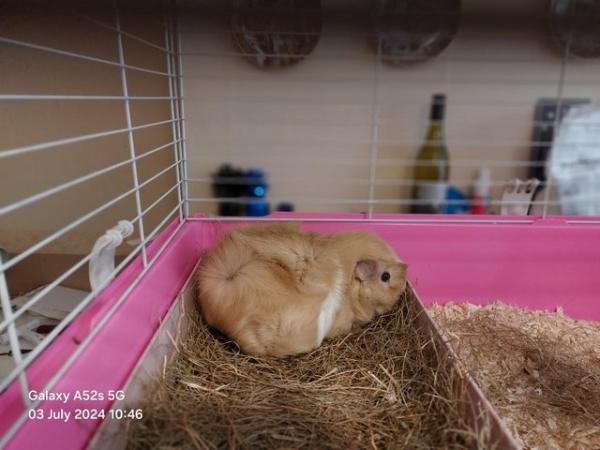 Image 2 of Female Guinea Pig for sale