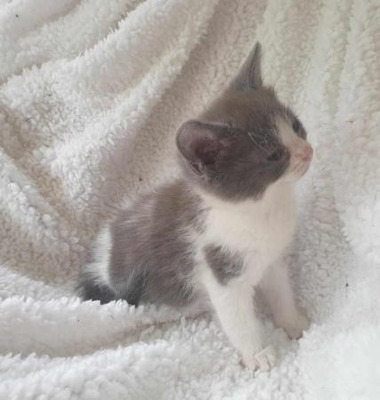 Image 1 of Pretty kittens, wormed, litter trained, microchipped