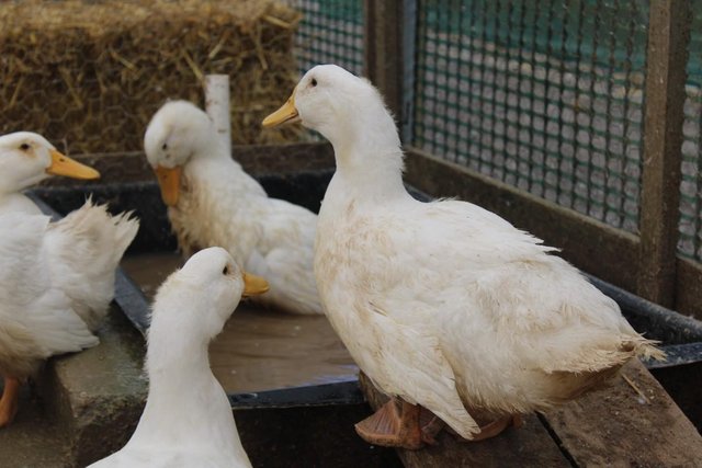 Preview of the first image of Cherry Valley Pekin Ducks 11 weeks old.