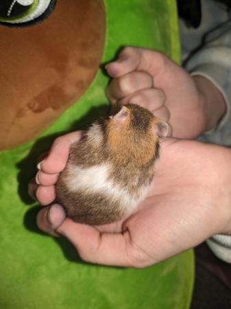 Image 5 of Baby Syrian hamsters for sale