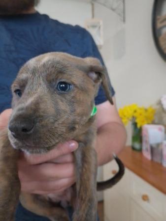 Image 5 of Ready to leave now - smooth haired lurcher puppies