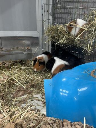 Image 2 of Male and female Guinea Pigs for sale