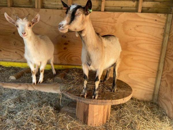 Image 2 of BDDGS Registered Dwarf Dairy Goats - Kids due April 2024