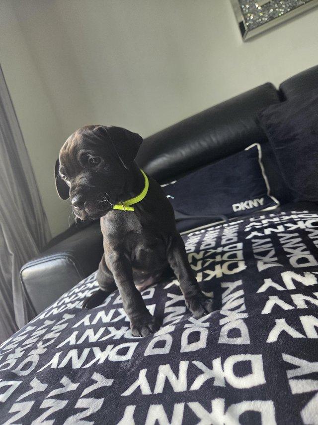 Ready to Go Patterdale Terrier Puppies — photo 3 of 4