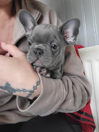 Image 2 of French bulldog pups looking for there forever homest