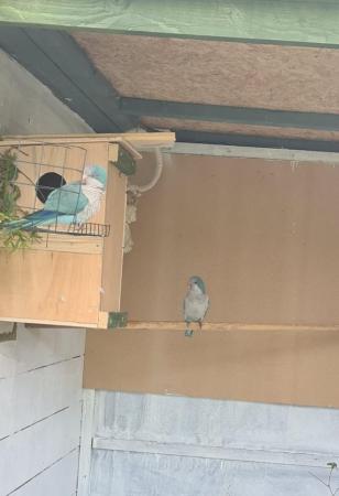 Image 4 of Pair Blue Quaker parrots