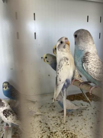 Image 14 of Aviary bred parent reared baby budgies.