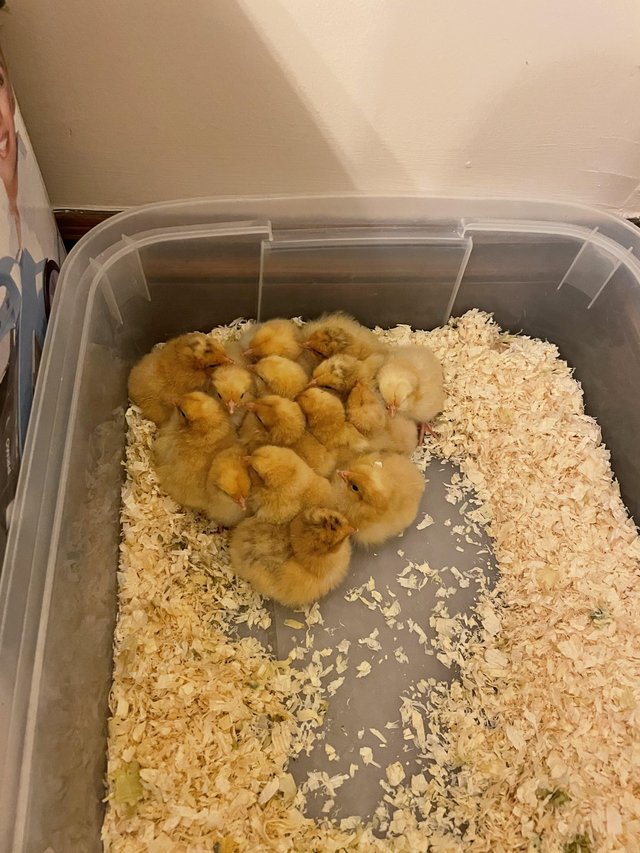 Preview of the first image of Day old Orpington chicks for sale.