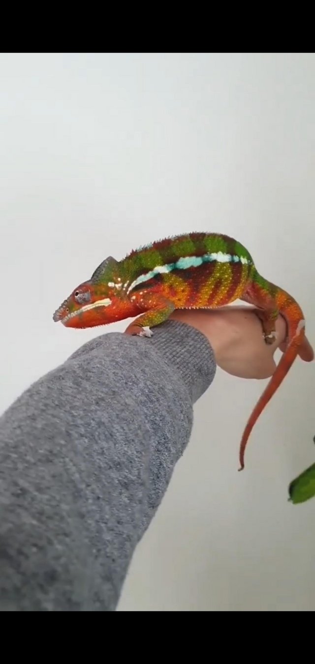 Preview of the first image of Rehoming adult panther chameleon.