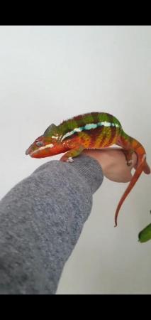 Image 1 of Rehoming adult panther chameleon